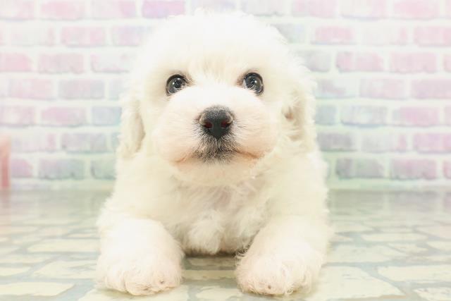 東京都のビションフリーゼ (Coo&RIKU赤坂店/2026年7月10日生まれ/女の子/ホワイト)の子犬の1枚目の画像
