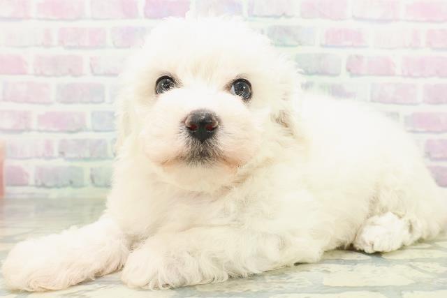 東京都のビションフリーゼ (Coo&RIKU赤坂店/2026年7月10日生まれ/女の子/ホワイト)の子犬の2枚目の画像