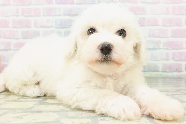 東京都のビションフリーゼ (Coo&RIKU赤坂店/2026年7月10日生まれ/女の子/ホワイト)の子犬の3枚目の画像