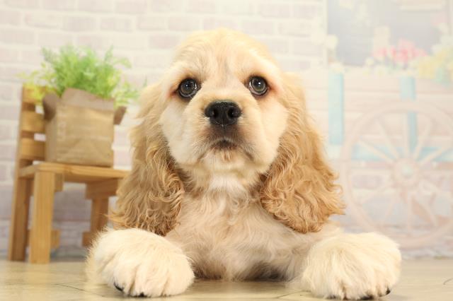 茨城県のアメリカンコッカースパニエル (Coo&RIKU石岡店/2026年7月28日生まれ/男の子/バフ)の子犬の1枚目の画像