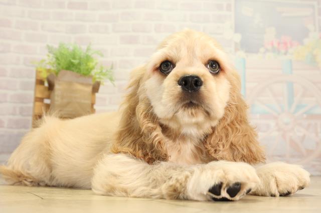 茨城県のアメリカンコッカースパニエル (Coo&RIKU石岡店/2026年7月28日生まれ/男の子/バフ)の子犬の2枚目の画像