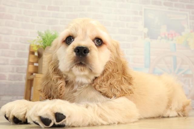 茨城県のアメリカンコッカースパニエル (Coo&RIKU石岡店/2026年7月28日生まれ/男の子/バフ)の子犬の3枚目の画像
