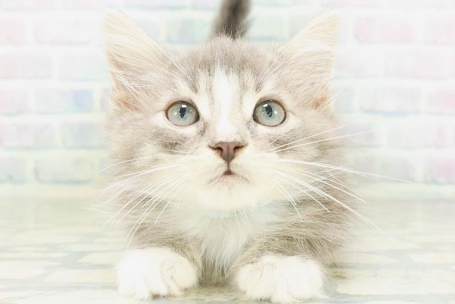 ノルウェージャン・フォレストキャット