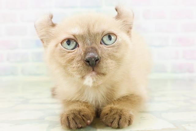 東京都のアメリカンカール (Coo&RIKU池袋西口店/2026年7月6日生まれ/女の子/シールポイント)の子猫の1枚目の画像