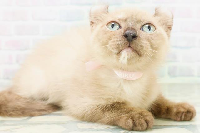 東京都のアメリカンカール (Coo&RIKU池袋西口店/2026年7月6日生まれ/女の子/シールポイント)の子猫の2枚目の画像