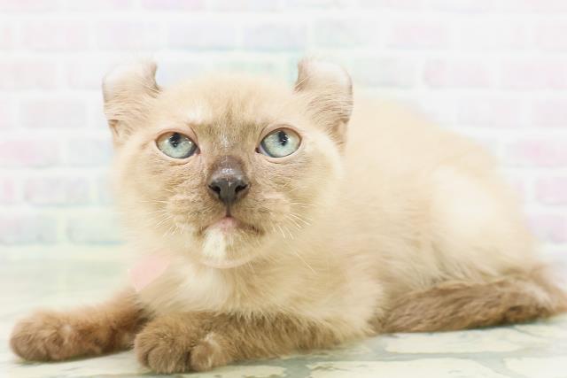 東京都のアメリカンカール (Coo&RIKU池袋西口店/2026年7月6日生まれ/女の子/シールポイント)の子猫の3枚目の画像