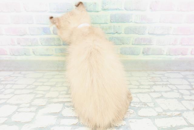 東京都のアメリカンカール (Coo&RIKU池袋西口店/2026年7月6日生まれ/女の子/シールポイント)の子猫の4枚目の画像