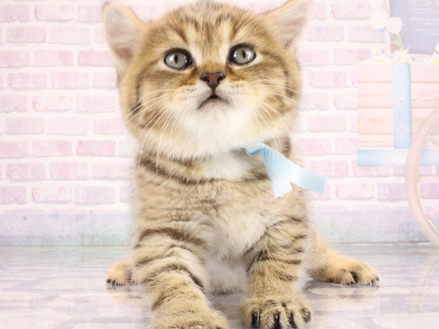 ブリティッシュショートヘアー