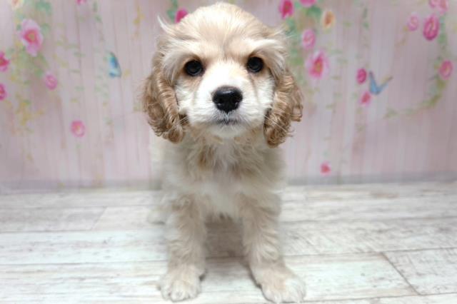 北海道のアメリカンコッカースパニエル (Coo&RIKU札幌東店/2026年7月28日生まれ/男の子/バフ)の子犬の1枚目の画像