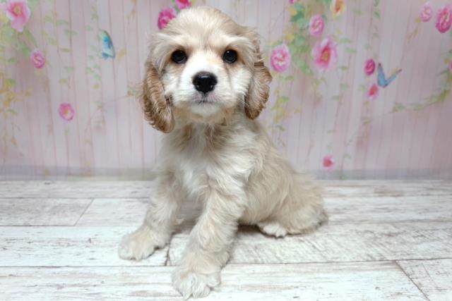 北海道のアメリカンコッカースパニエル (Coo&RIKU札幌東店/2026年7月28日生まれ/男の子/バフ)の子犬の2枚目の画像