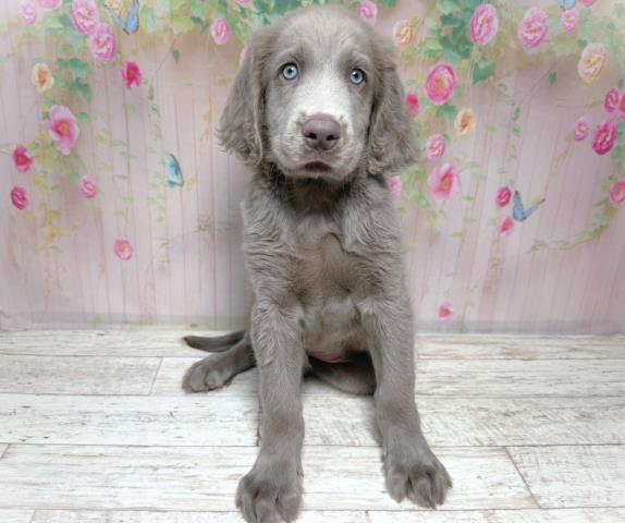北海道のワイマラナー (Coo&RIKU岩見沢店/2026年7月31日生まれ/男の子/グレー)の子犬の1枚目の画像