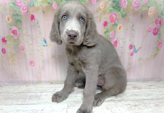 北海道のワイマラナー (Coo&RIKU岩見沢店/2026年7月31日生まれ/男の子/グレー)の子犬の2枚目の画像