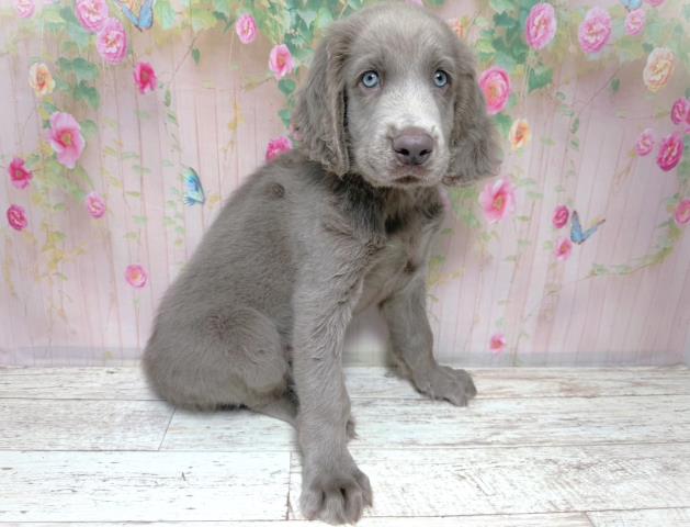 北海道のワイマラナー (Coo&RIKU岩見沢店/2026年7月31日生まれ/男の子/グレー)の子犬の3枚目の画像