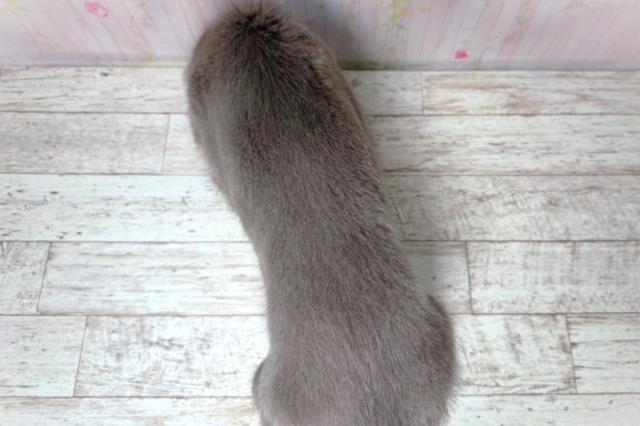 北海道のワイマラナー (Coo&RIKU岩見沢店/2026年7月31日生まれ/男の子/グレー)の子犬の4枚目の画像