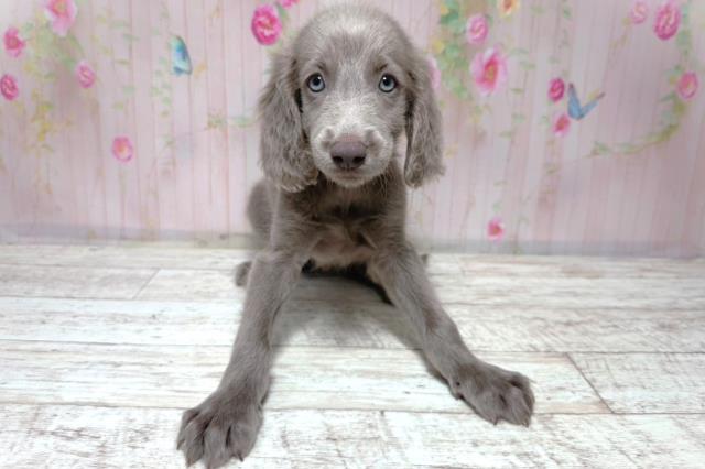 埼玉県のワイマラナー (Coo&RIKU桶川店/2026年7月31日生まれ/男の子/グレー)の子犬の1枚目の画像