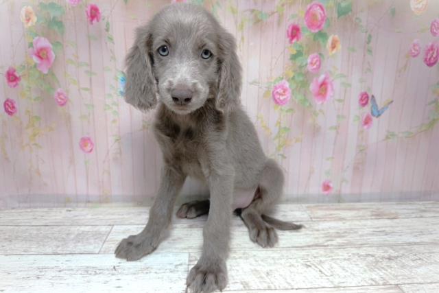 埼玉県のワイマラナー (Coo&RIKU桶川店/2026年7月31日生まれ/男の子/グレー)の子犬の2枚目の画像