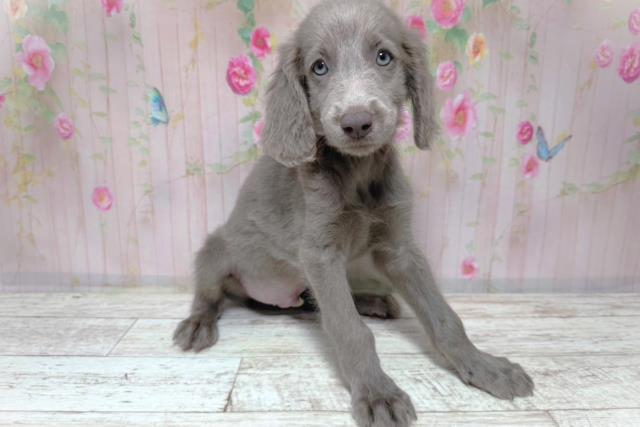 埼玉県のワイマラナー (Coo&RIKU桶川店/2026年7月31日生まれ/男の子/グレー)の子犬の3枚目の画像