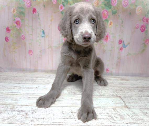 埼玉県のワイマラナー (Coo&RIKUヤオコー幸手店/2026年7月31日生まれ/女の子/グレー)の子犬の1枚目の画像