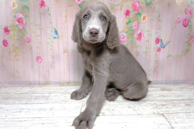 埼玉県のワイマラナー (Coo&RIKUヤオコー幸手店/2026年7月31日生まれ/女の子/グレー)の子犬の2枚目の画像