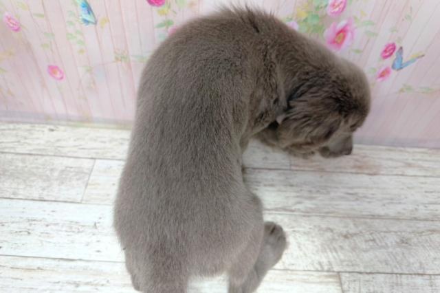 埼玉県のワイマラナー (Coo&RIKUヤオコー幸手店/2026年7月31日生まれ/女の子/グレー)の子犬の4枚目の画像