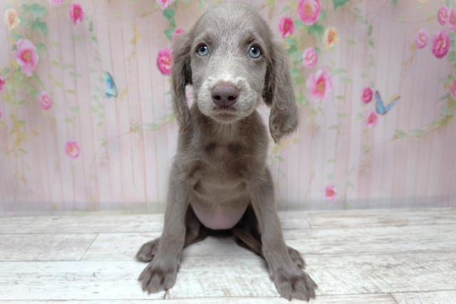群馬県のワイマラナー (Coo&RIKU高崎店/2026年7月31日生まれ/女の子/グレー)の子犬の1枚目の画像