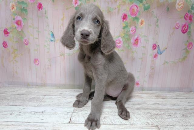 群馬県のワイマラナー (Coo&RIKU高崎店/2026年7月31日生まれ/女の子/グレー)の子犬の2枚目の画像