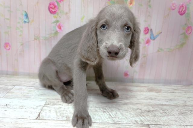 群馬県のワイマラナー (Coo&RIKU高崎店/2026年7月31日生まれ/女の子/グレー)の子犬の3枚目の画像