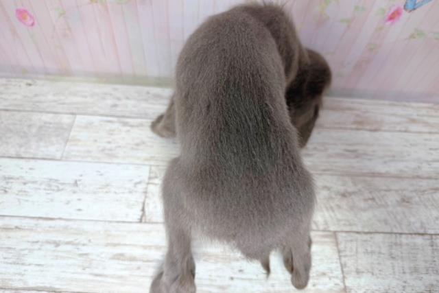 群馬県のワイマラナー (Coo&RIKU高崎店/2026年7月31日生まれ/女の子/グレー)の子犬の4枚目の画像