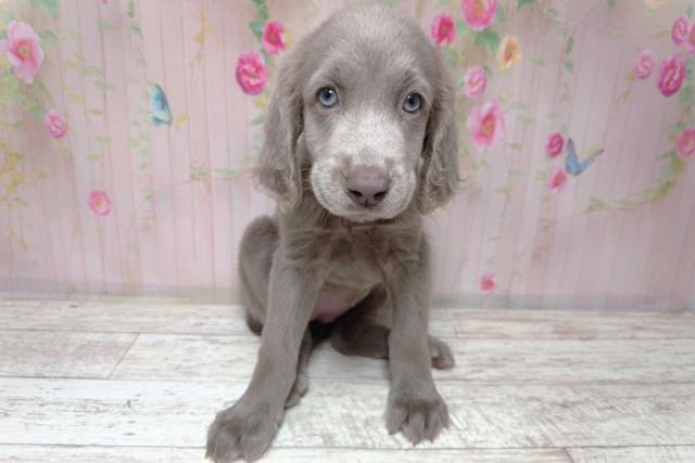 北海道のワイマラナー (Coo&RIKU函館店/2026年7月31日生まれ/女の子/グレー)の子犬の1枚目の画像