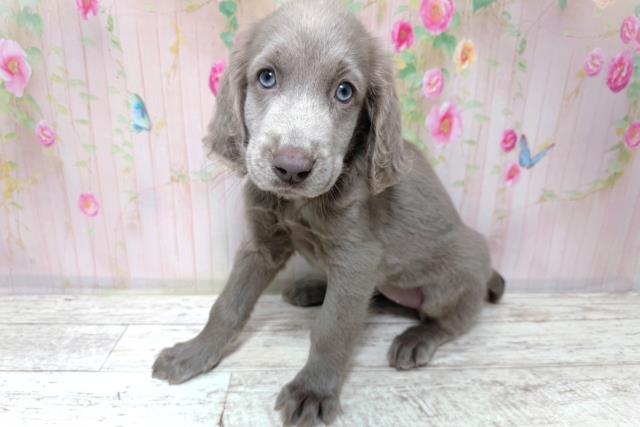 北海道のワイマラナー (Coo&RIKU函館店/2026年7月31日生まれ/女の子/グレー)の子犬の2枚目の画像