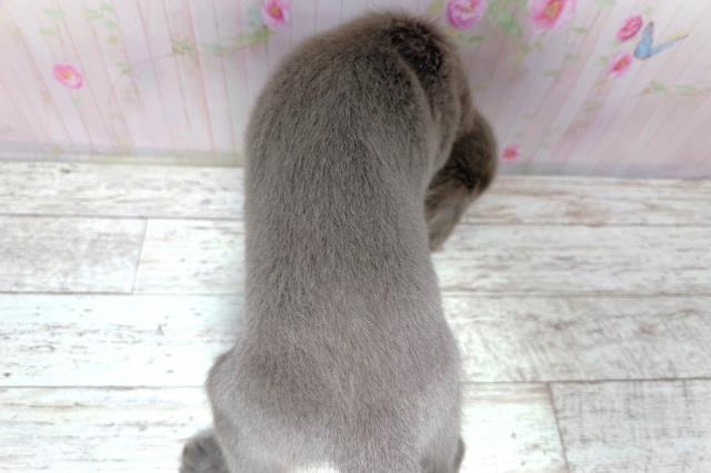 北海道のワイマラナー (Coo&RIKU函館店/2026年7月31日生まれ/女の子/グレー)の子犬の4枚目の画像