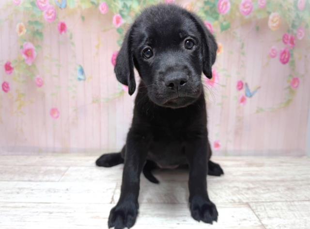 東京都のラブラドールレトリーバー (Coo&RIKU東久留米店/2026年8月2日生まれ/女の子/ブラック)の子犬の1枚目の画像