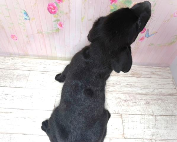 東京都のラブラドールレトリーバー (Coo&RIKU東久留米店/2026年8月2日生まれ/女の子/ブラック)の子犬の4枚目の画像