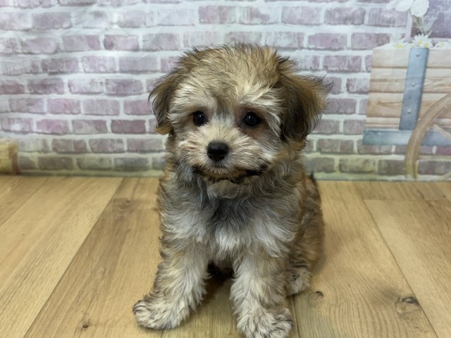 宮城県のハーフ犬・ミックス犬 (Coo&RIKU仙台太白店/2026年7月23日生まれ/女の子/レッド)の子犬の1枚目の画像