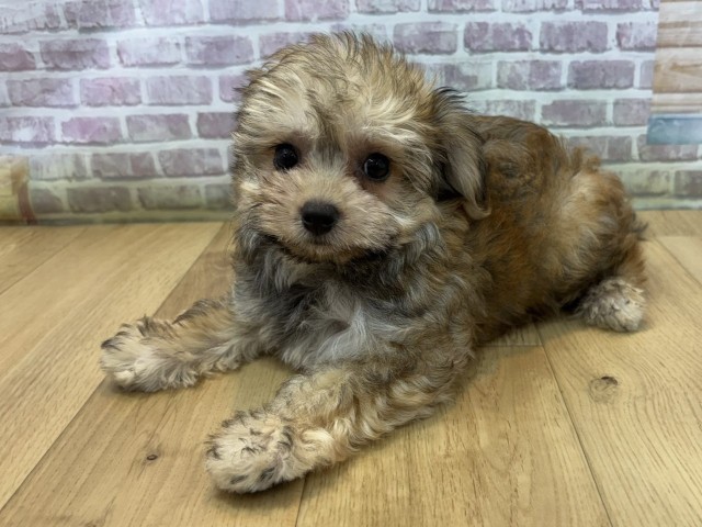 宮城県のハーフ犬・ミックス犬 (Coo&RIKU仙台太白店/2026年7月23日生まれ/女の子/レッド)の子犬の2枚目の画像