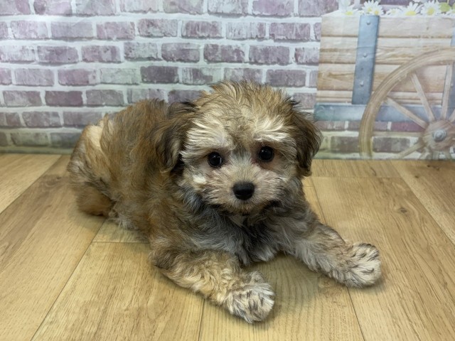 宮城県のハーフ犬・ミックス犬 (Coo&RIKU仙台太白店/2026年7月23日生まれ/女の子/レッド)の子犬の3枚目の画像