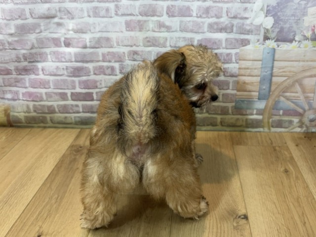 宮城県のハーフ犬・ミックス犬 (Coo&RIKU仙台太白店/2026年7月23日生まれ/女の子/レッド)の子犬の4枚目の画像