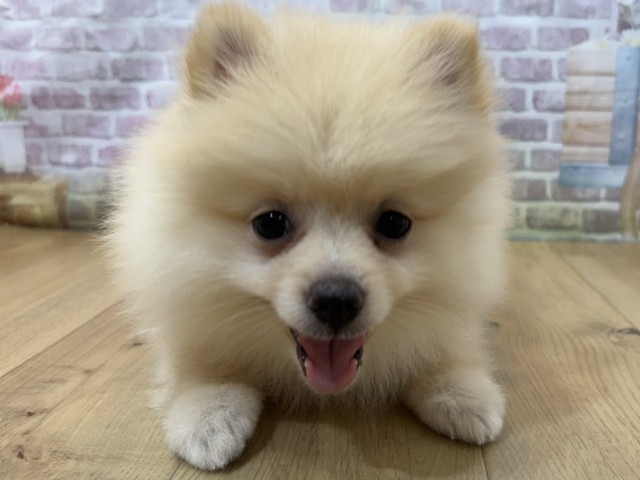 宮城県のポメラニアン (Coo&RIKU石巻店/2026年7月26日生まれ/女の子/クリーム)の子犬の1枚目の画像