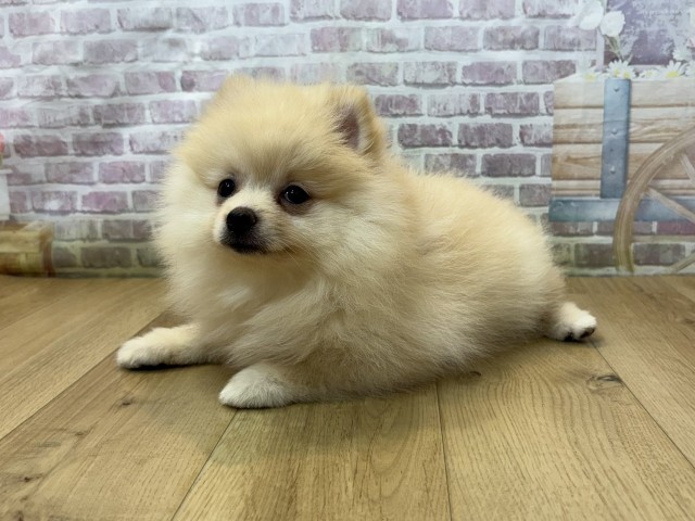 宮城県のポメラニアン (Coo&RIKU石巻店/2026年7月26日生まれ/女の子/クリーム)の子犬の2枚目の画像