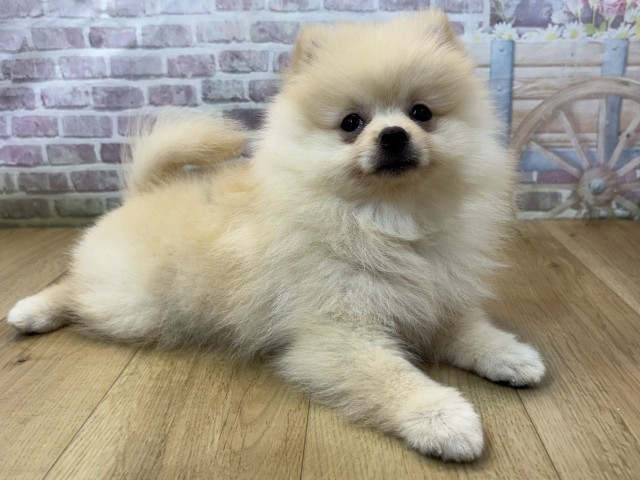 宮城県のポメラニアン (Coo&RIKU石巻店/2026年7月26日生まれ/女の子/クリーム)の子犬の3枚目の画像