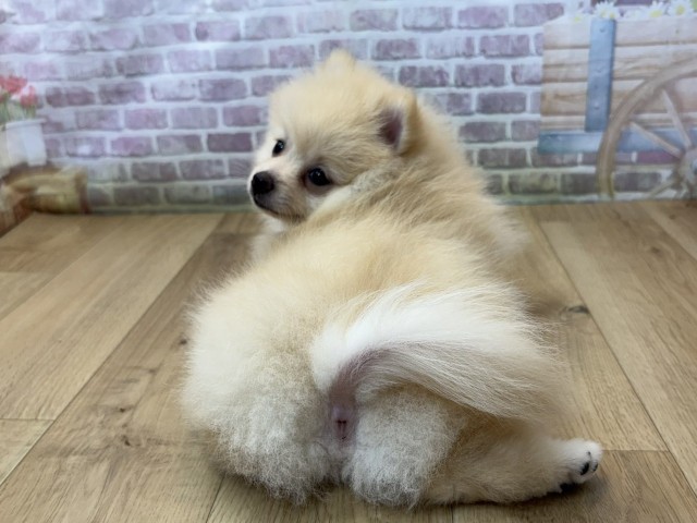宮城県のポメラニアン (Coo&RIKU石巻店/2026年7月26日生まれ/女の子/クリーム)の子犬の4枚目の画像