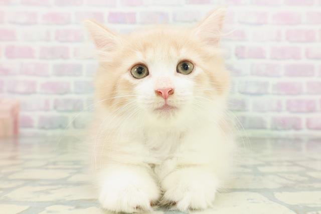 ノルウェージャン・フォレストキャット