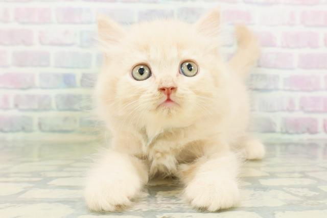新潟県のブリティッシュロングヘアー (Coo&RIKU長岡店/2026年8月1日生まれ/男の子/クリーム)の子猫の1枚目の画像