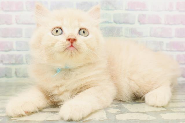 新潟県のブリティッシュロングヘアー (Coo&RIKU長岡店/2026年8月1日生まれ/男の子/クリーム)の子猫の2枚目の画像