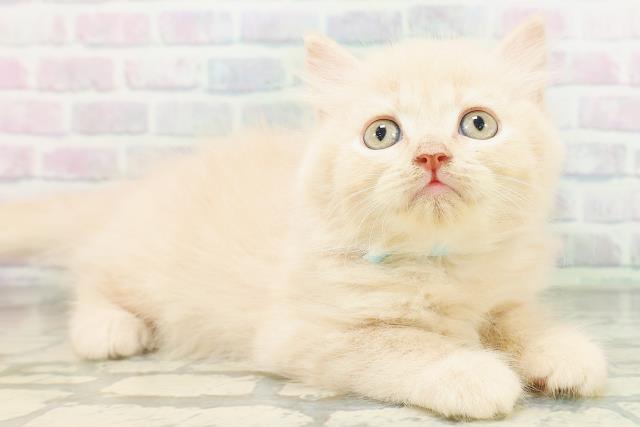 新潟県のブリティッシュロングヘアー (Coo&RIKU長岡店/2026年8月1日生まれ/男の子/クリーム)の子猫の3枚目の画像