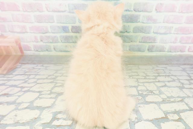 新潟県のブリティッシュロングヘアー (Coo&RIKU長岡店/2026年8月1日生まれ/男の子/クリーム)の子猫の4枚目の画像