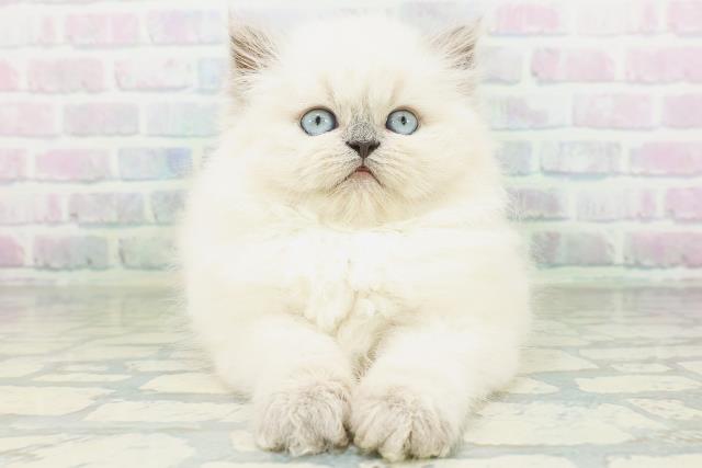 ヒマラヤン
