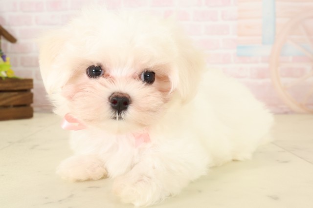 広島県のマルチーズ (Coo&RIKU広島中央店/2026年7月31日生まれ/女の子/ホワイト)の子犬の3枚目の画像