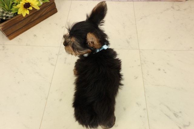 千葉県のヨークシャーテリア (Coo&RIKU東船橋店/2026年8月2日生まれ/男の子/スチールブルータン)の子犬の4枚目の画像