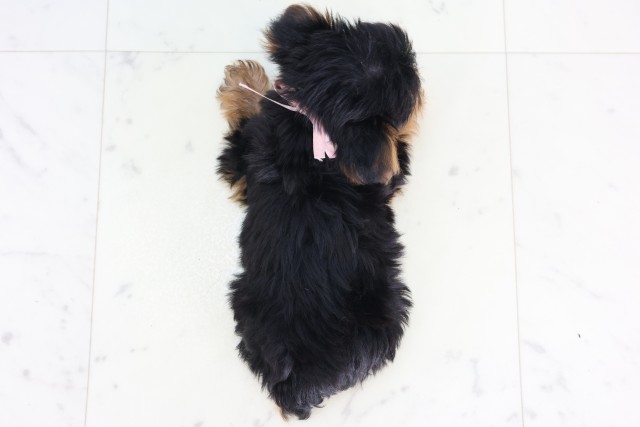 神奈川県のヨークシャーテリア (Coo&RIKU秦野店/2026年7月31日生まれ/女の子/スチールブルータン)の子犬の4枚目の画像